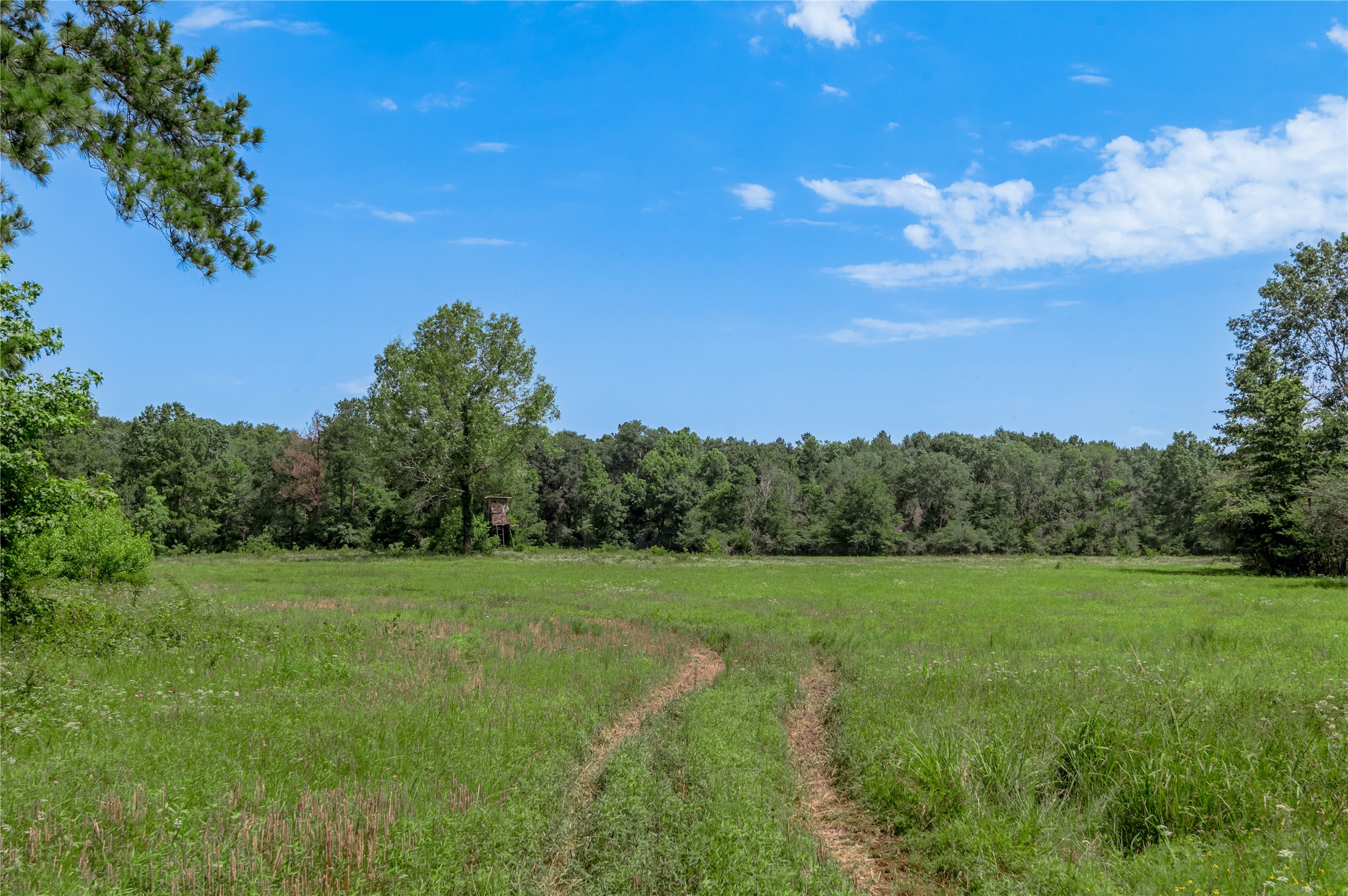 Tbd Neal Helton Road Kennard, TX 75847 - Photo 13 of 30 a view of a grassy field with trees in the background