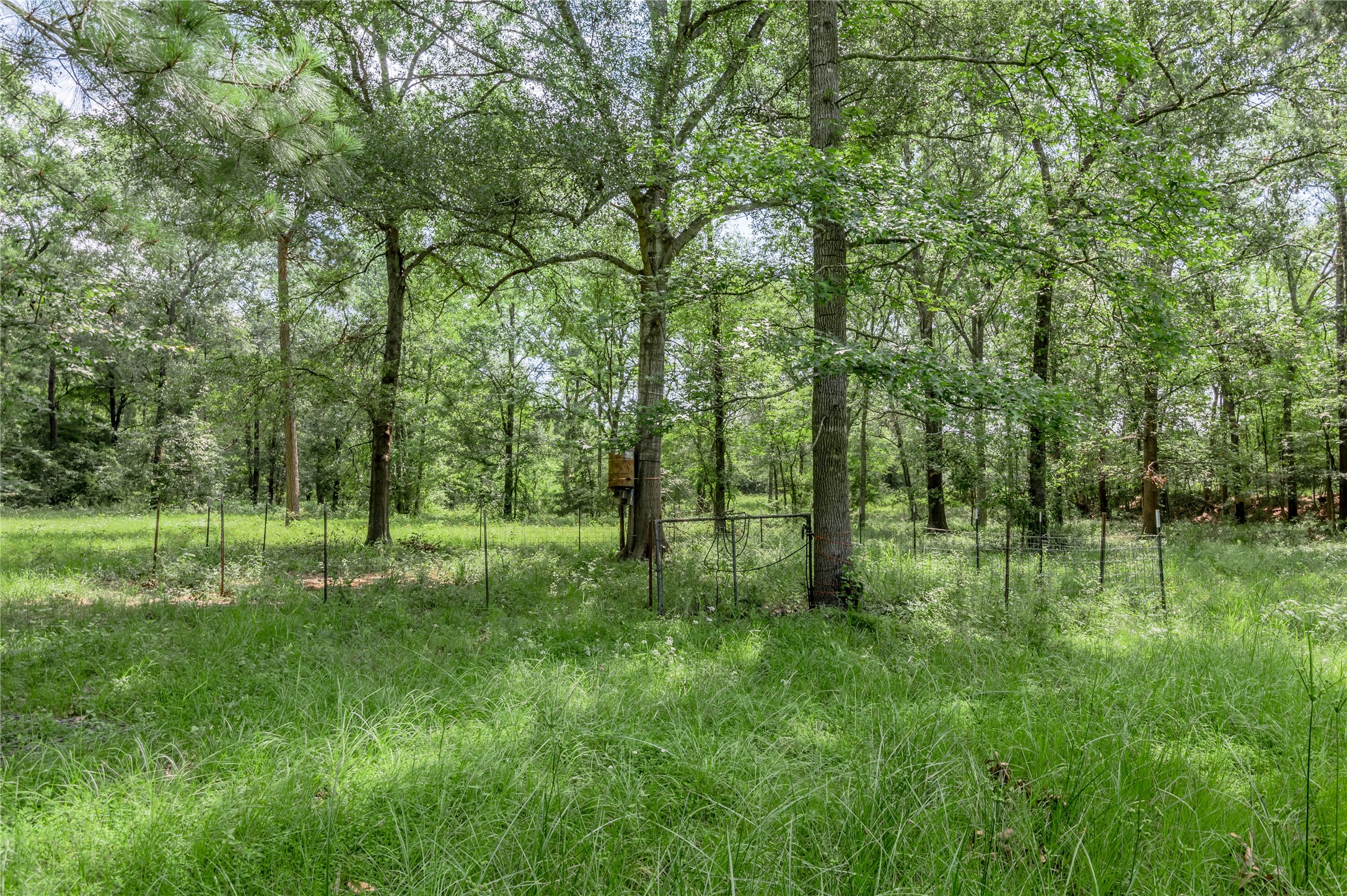 Tbd Neal Helton Road Kennard, TX 75847 - Photo 2 of 30 a big yard with lots of green space and trees