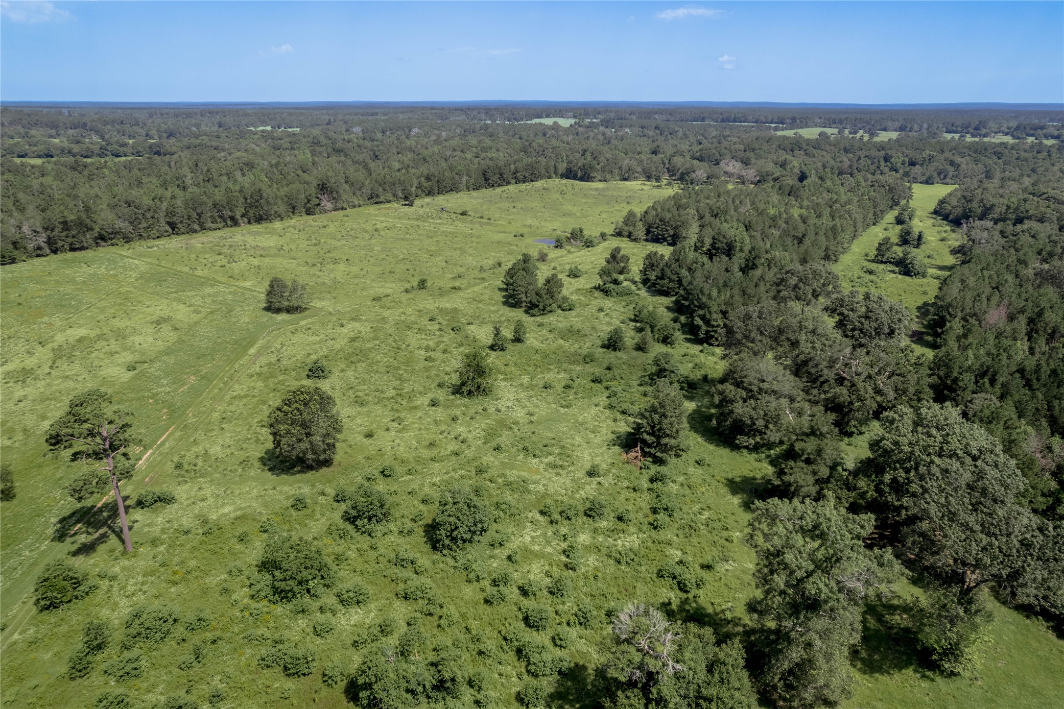 Tbd Neal Helton Road Kennard, TX 75847 - Photo 26 of 30 a view of a lush green forest with lots of trees