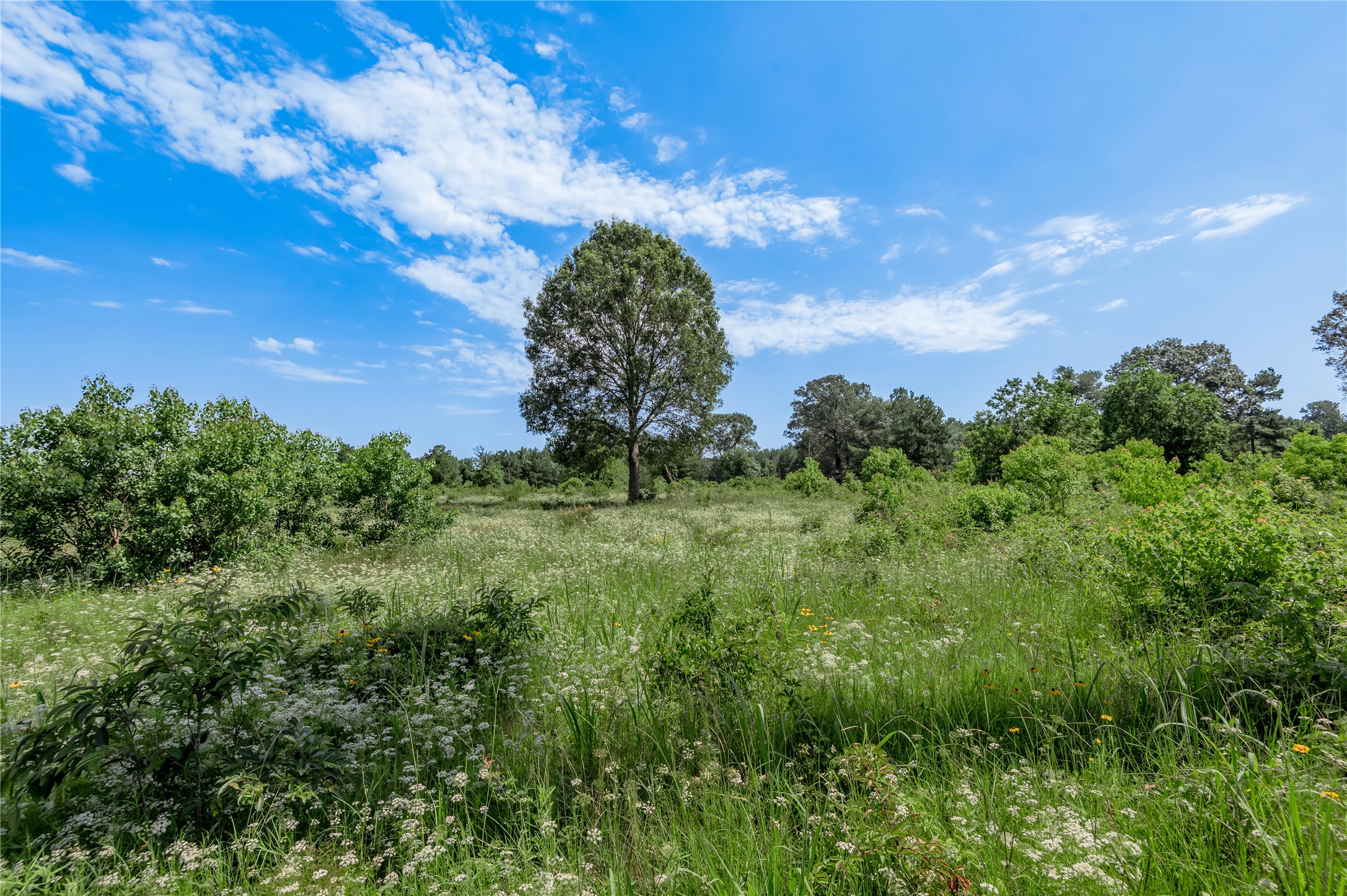 Tbd Neal Helton Road Kennard, TX 75847 - Photo 7 of 30 a view of a garden
