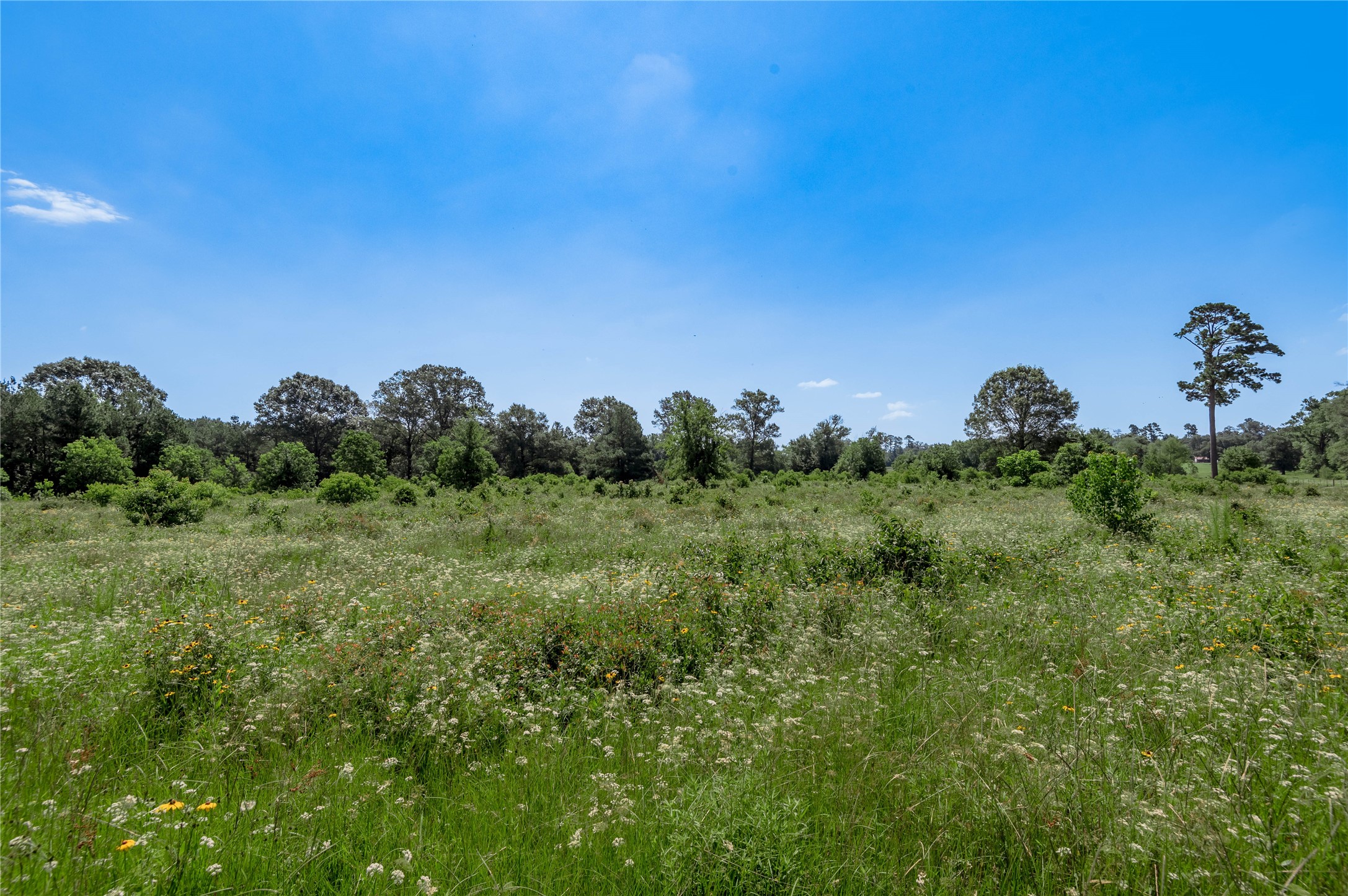 Tbd Neal Helton Road Kennard, TX 75847 - Photo 8 of 30 a view of a city
