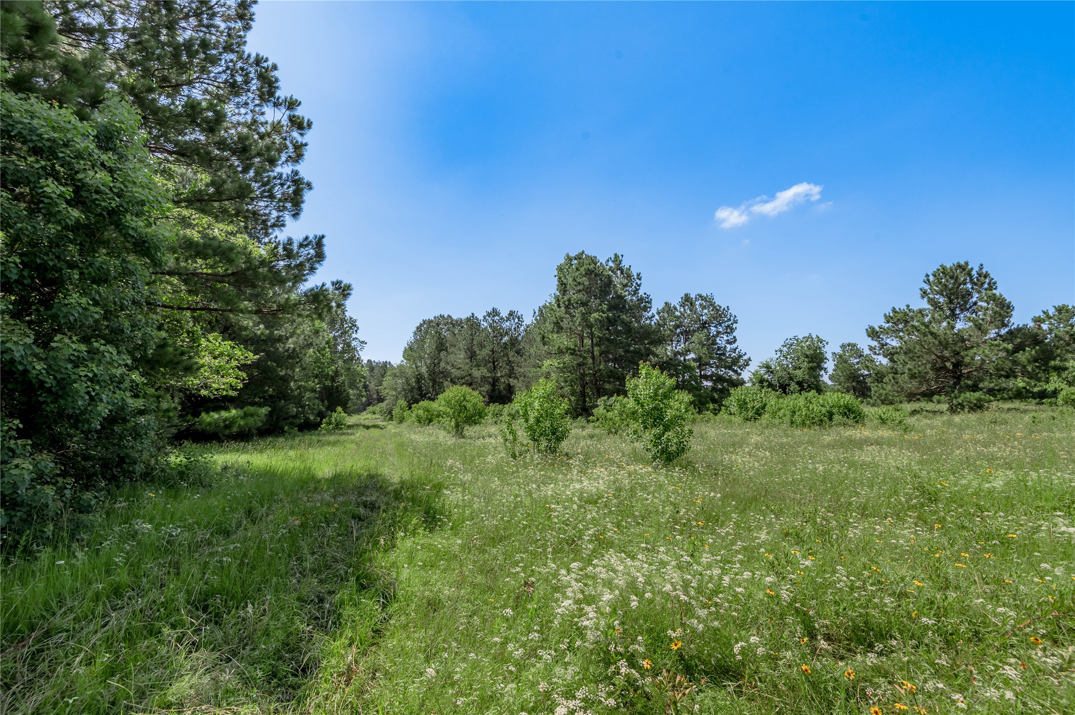 Tbd Neal Helton Road Kennard, TX 75847 - Photo 9 of 30 a view of a big yard with green space