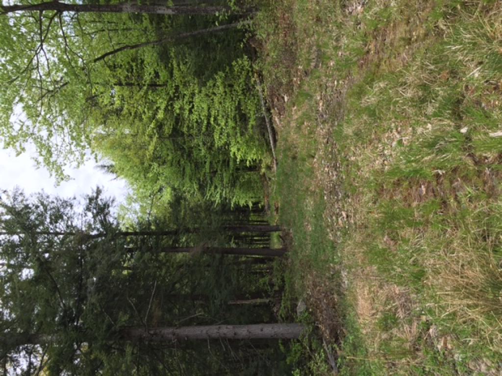 234 Wing Road Sandwich, NH 03259 - Photo 4 of 13