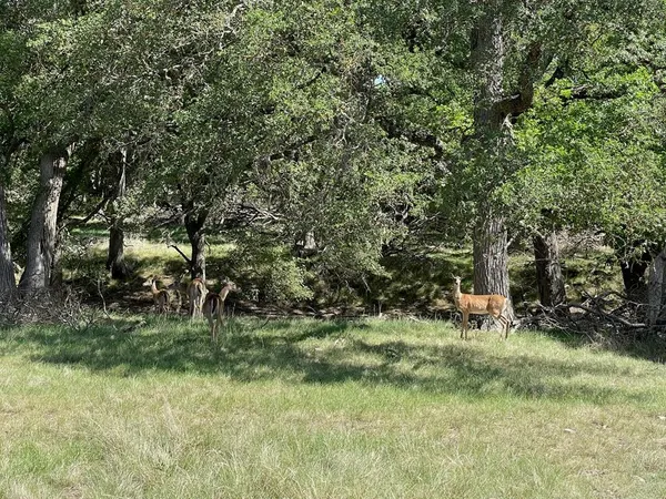 $2,800 | 537 North Park Street, Harper, TX 78631