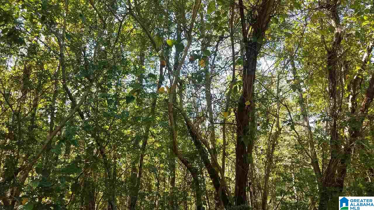 0 Pine Mountain Road, Unit 6 Odenville, AL 35120 - Photo 4 of 7
