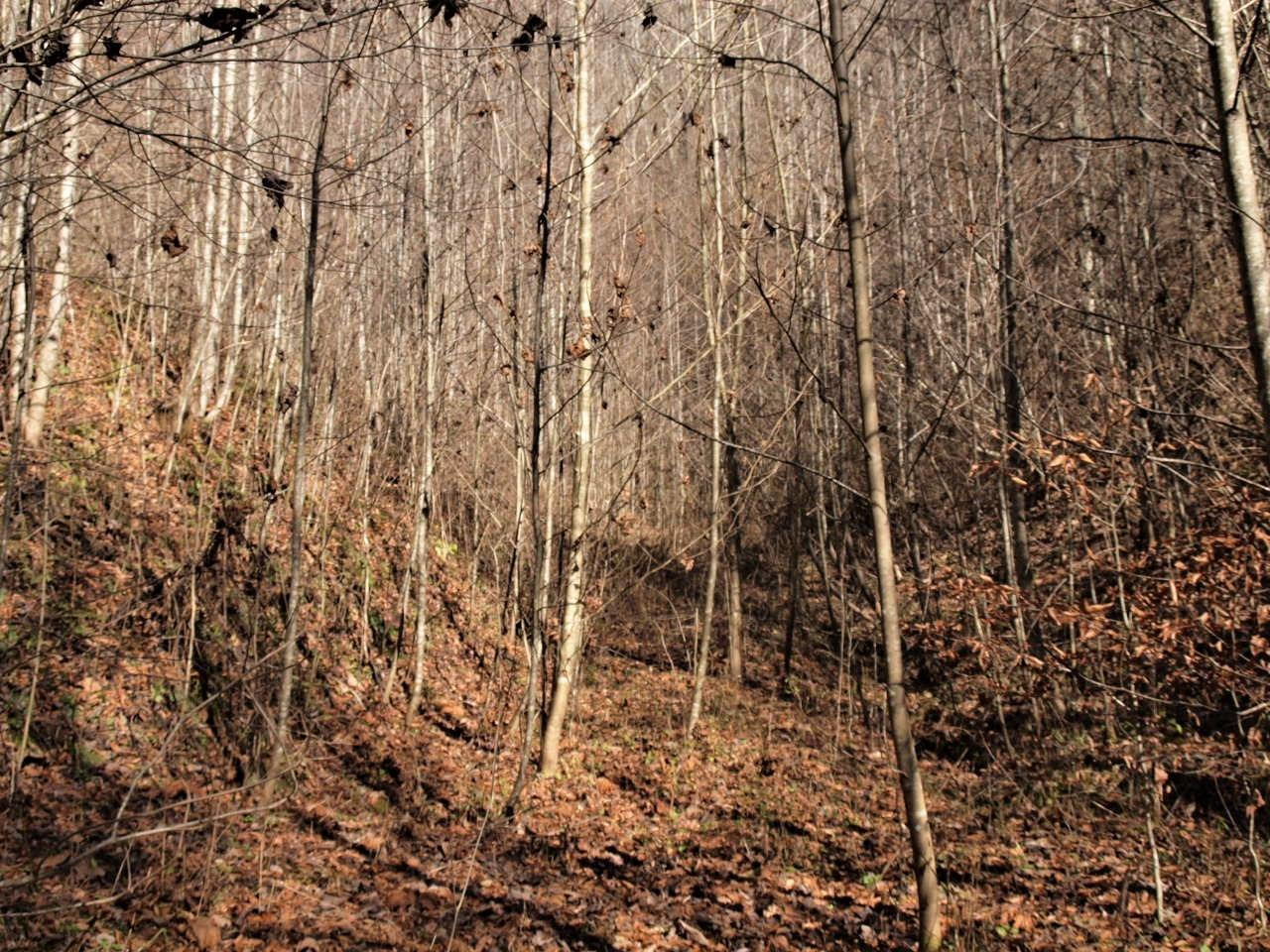 344 Garnet Cemetery Road Green Road, KY 40946 - Photo 23 of 30 Photo 23