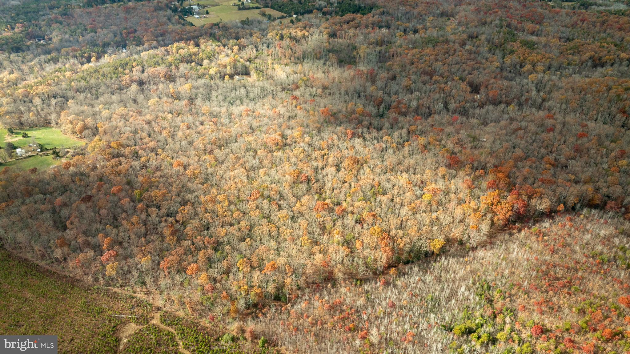 14100 Cedar Plantation Road Spotsylvania, VA 22551 - Photo 13 of 20 a close up of a plant with white walls