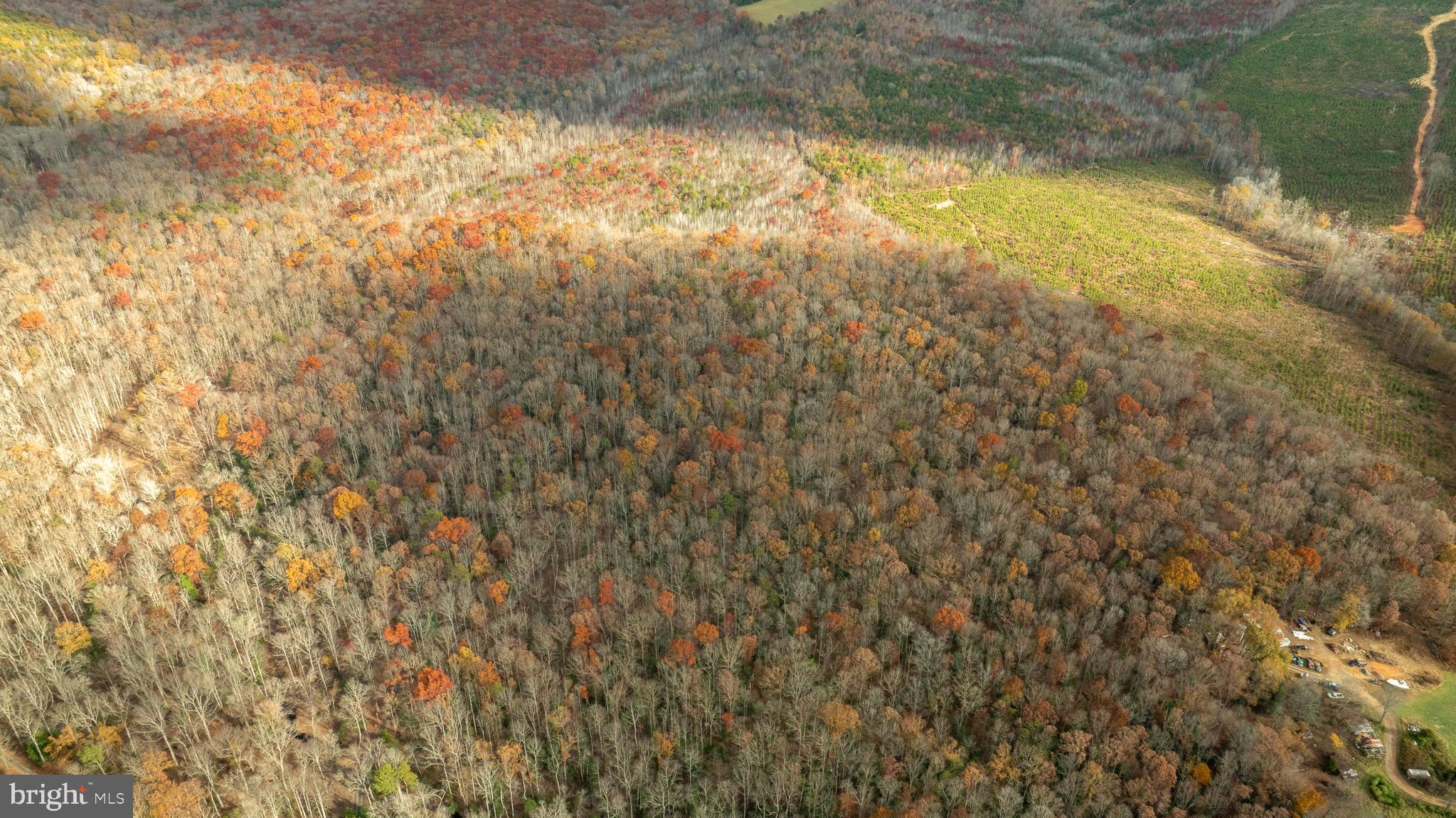 14100 Cedar Plantation Road Spotsylvania, VA 22551 - Photo 14 of 20 a view of a yard with a tree
