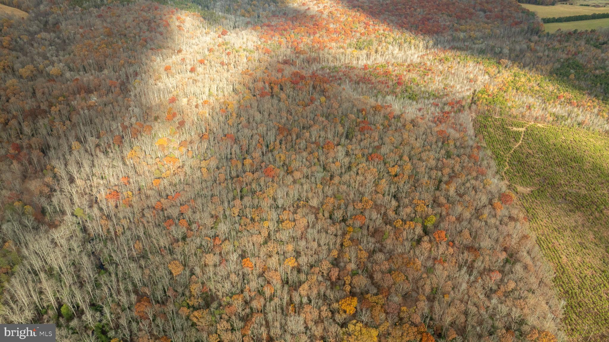 14100 Cedar Plantation Road Spotsylvania, VA 22551 - Photo 19 of 20 a close up of a tree