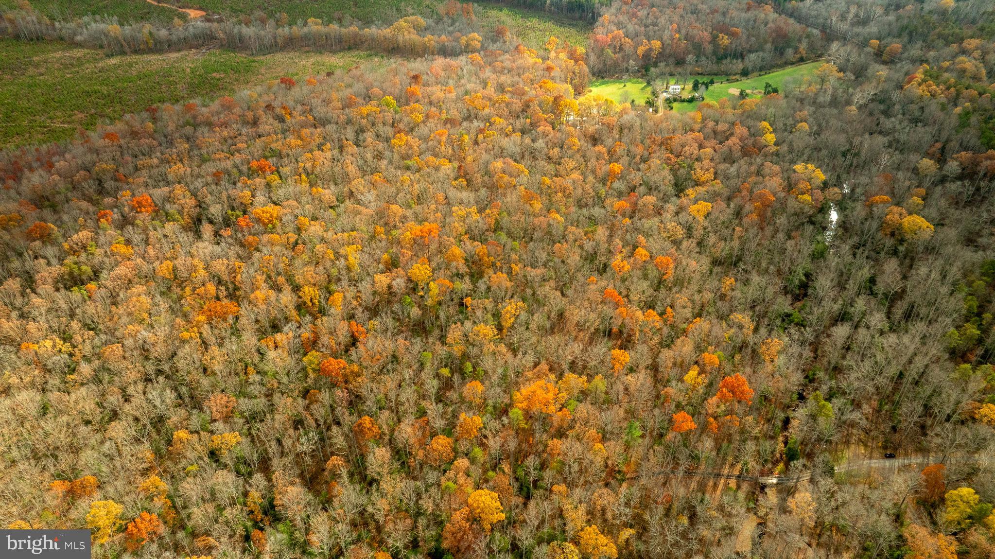 14100 Cedar Plantation Road Spotsylvania, VA 22551 - Photo 4 of 20 a view of a yard