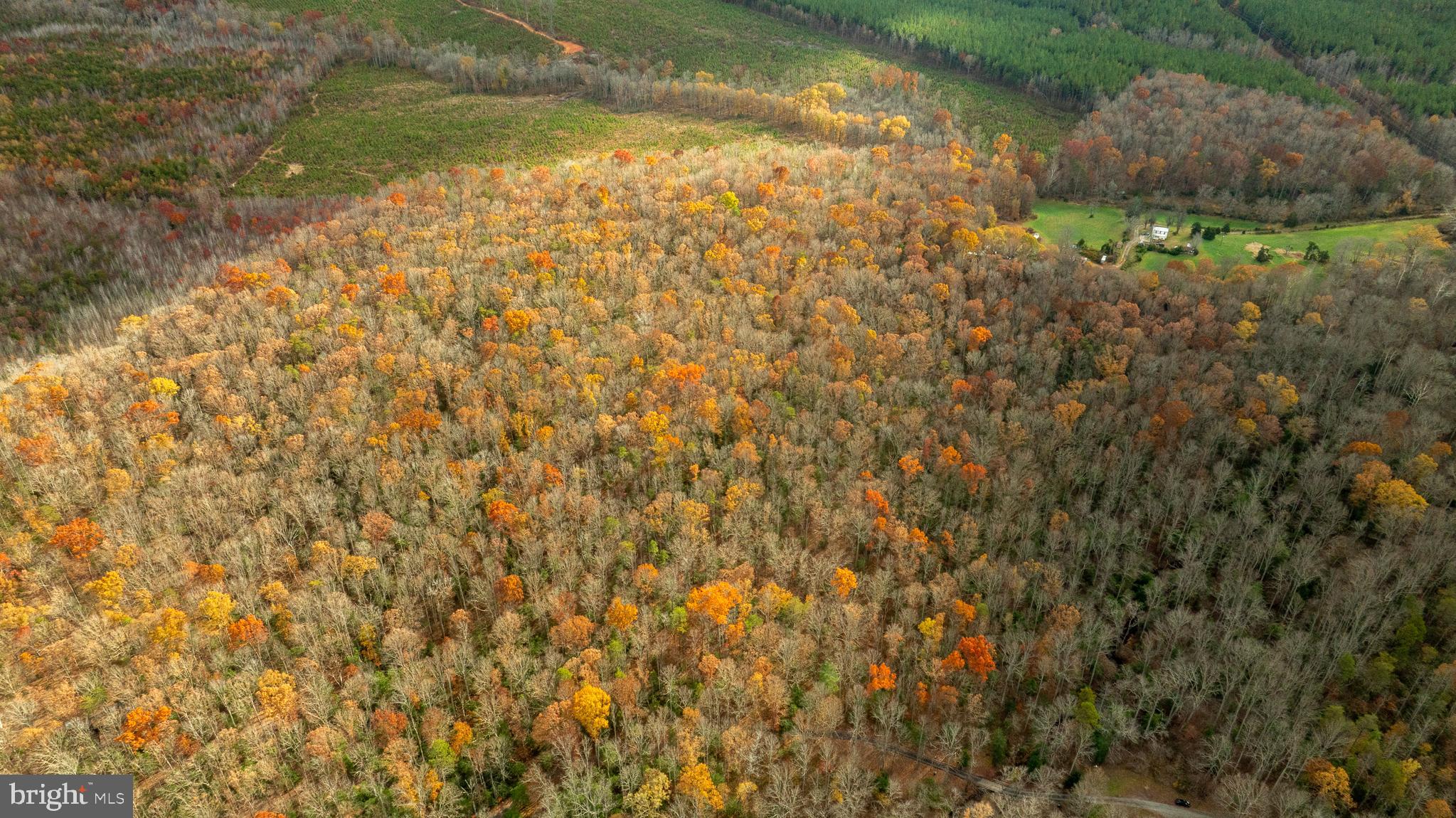 14100 Cedar Plantation Road Spotsylvania, VA 22551 - Photo 8 of 20 a view of a yard with a tree