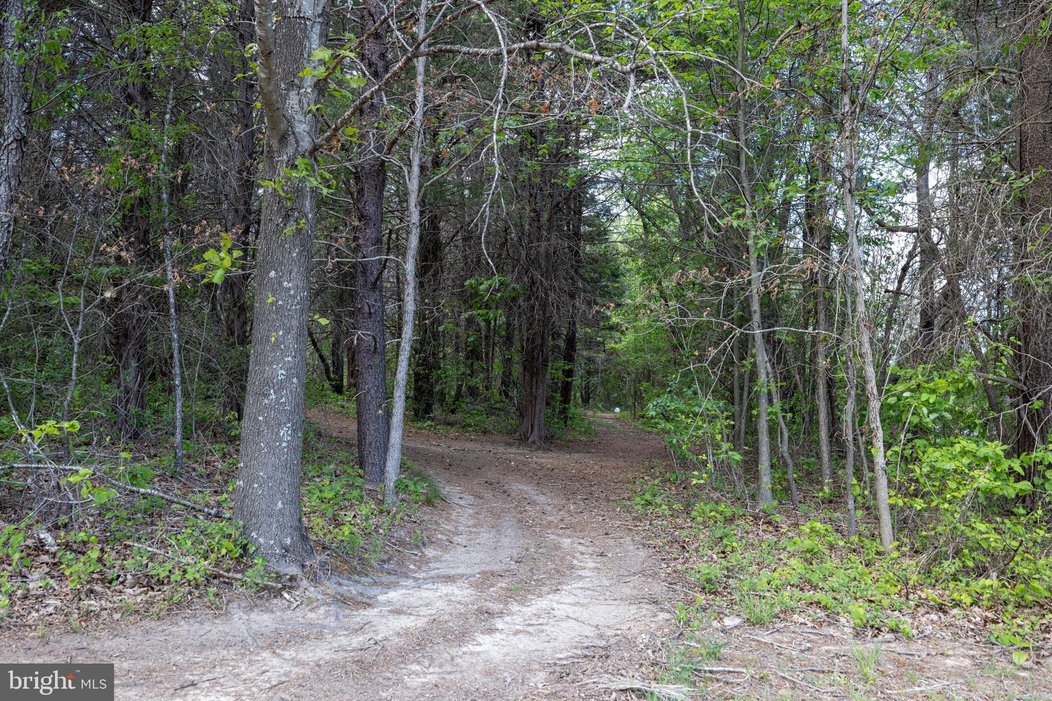 Boliver Road Fort Valley, VA 22652 - Photo 14 of 49 Gallery Image 14