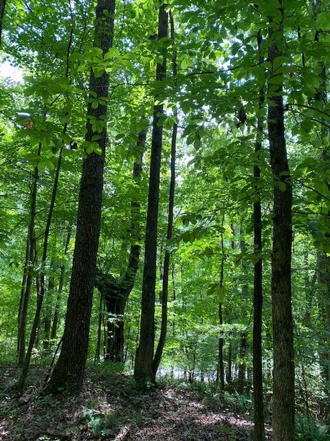 6.06 Mullins Cove Road Whitwell, TN 37397 - Photo 6 of 9 Chad Butts 5