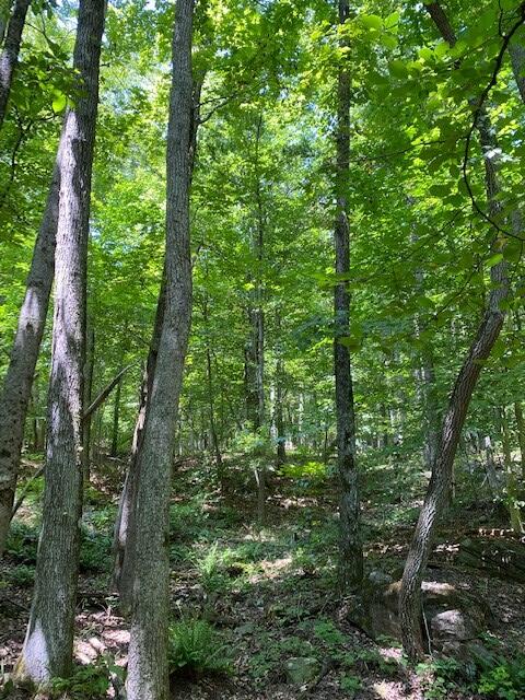 6.06 Mullins Cove Road Whitwell, TN 37397 - Photo 7 of 9 Chad Butts 6