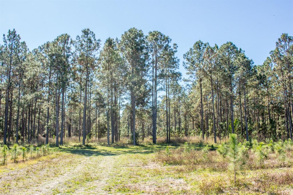 Lake Patience Road Land O Lakes, FL 34638 - Photo 1 of 1 Gallery Image 1
