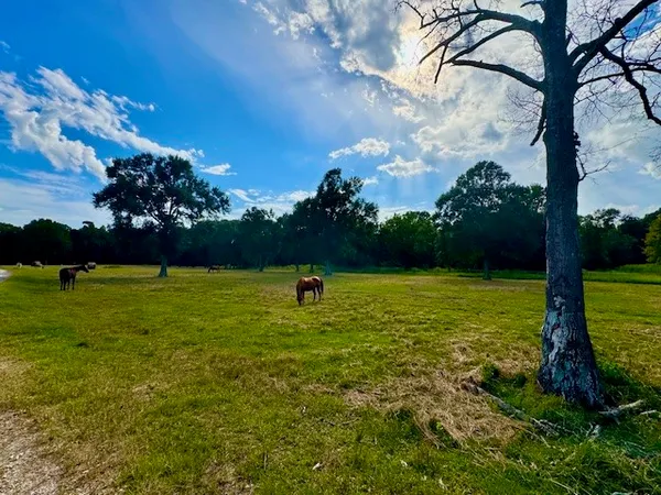 a swimming pool with lawn chairs and large tree