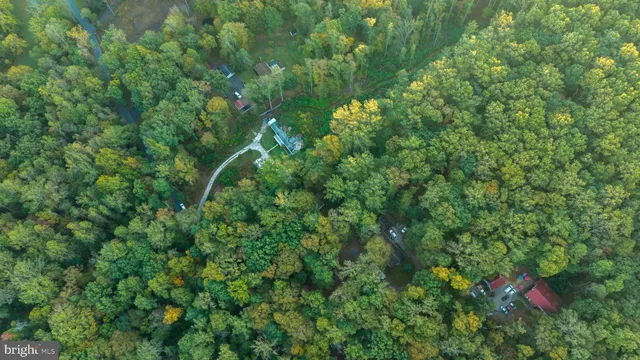 a view of a lush green forest with a tree