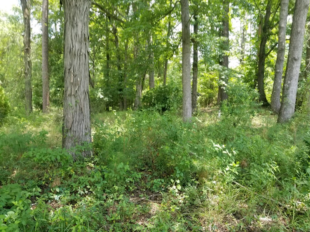237 Woodland Road Gray, GA 31032 - Photo 2 of 2 a view of forest