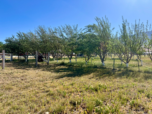 812 East Bates Cyn Road Tooele, UT 84074 - Photo 114 of 144 Expansive outdoor space featuring a row of mature trees, natural ground cover, and a partial wooden fence