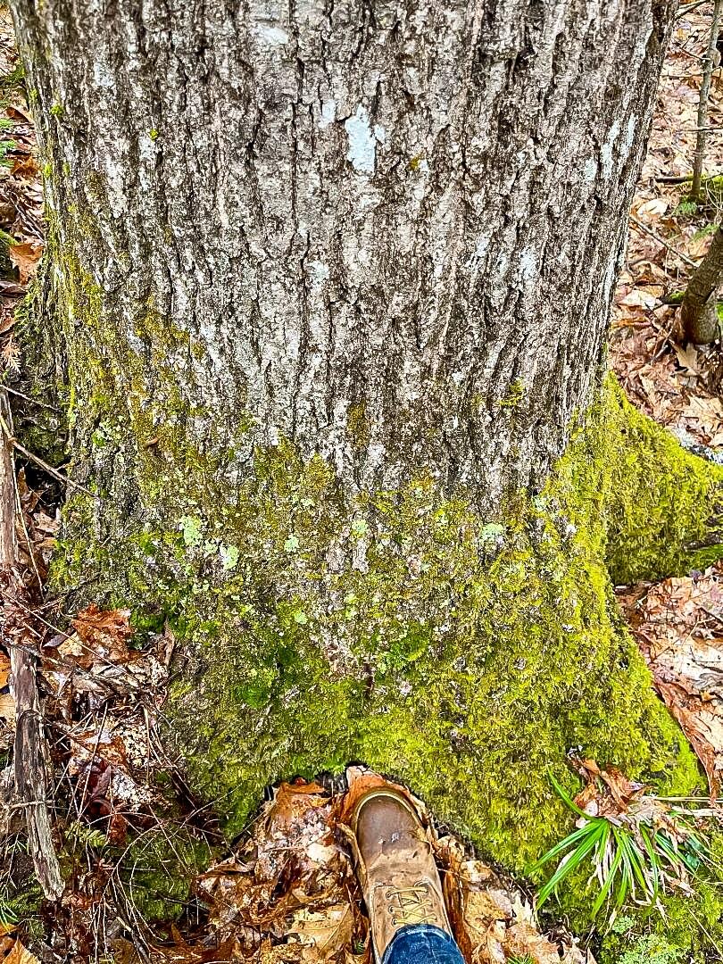 Lot 5-32 Mason Corner Road St. Albans, ME 04971 - Photo 30 of 33 Oak