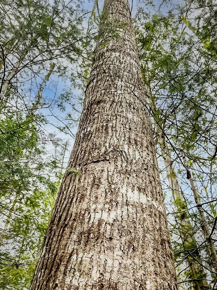 Lot 5-32 Mason Corner Road St. Albans, ME 04971 - Photo 31 of 33 Oak