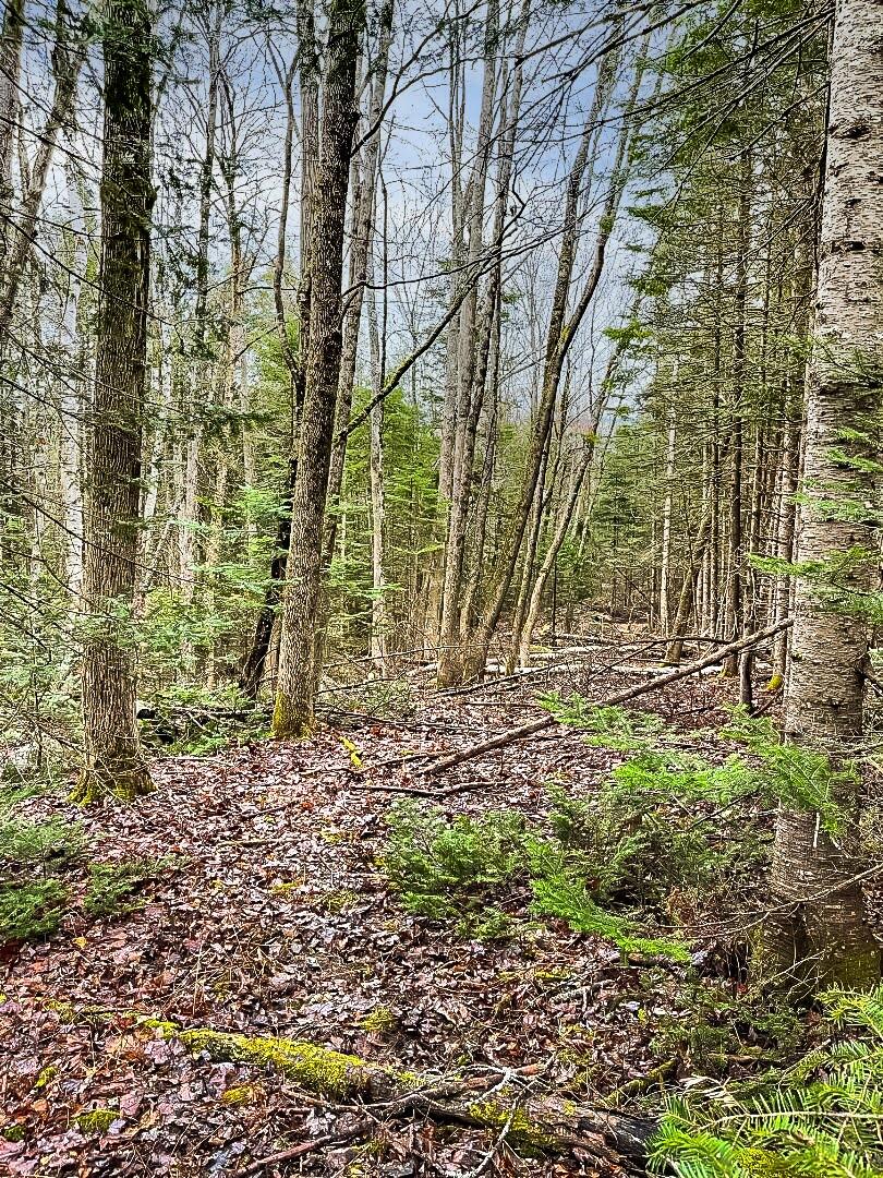 Lot 5-32 Mason Corner Road St. Albans, ME 04971 - Photo 32 of 33 Below the field