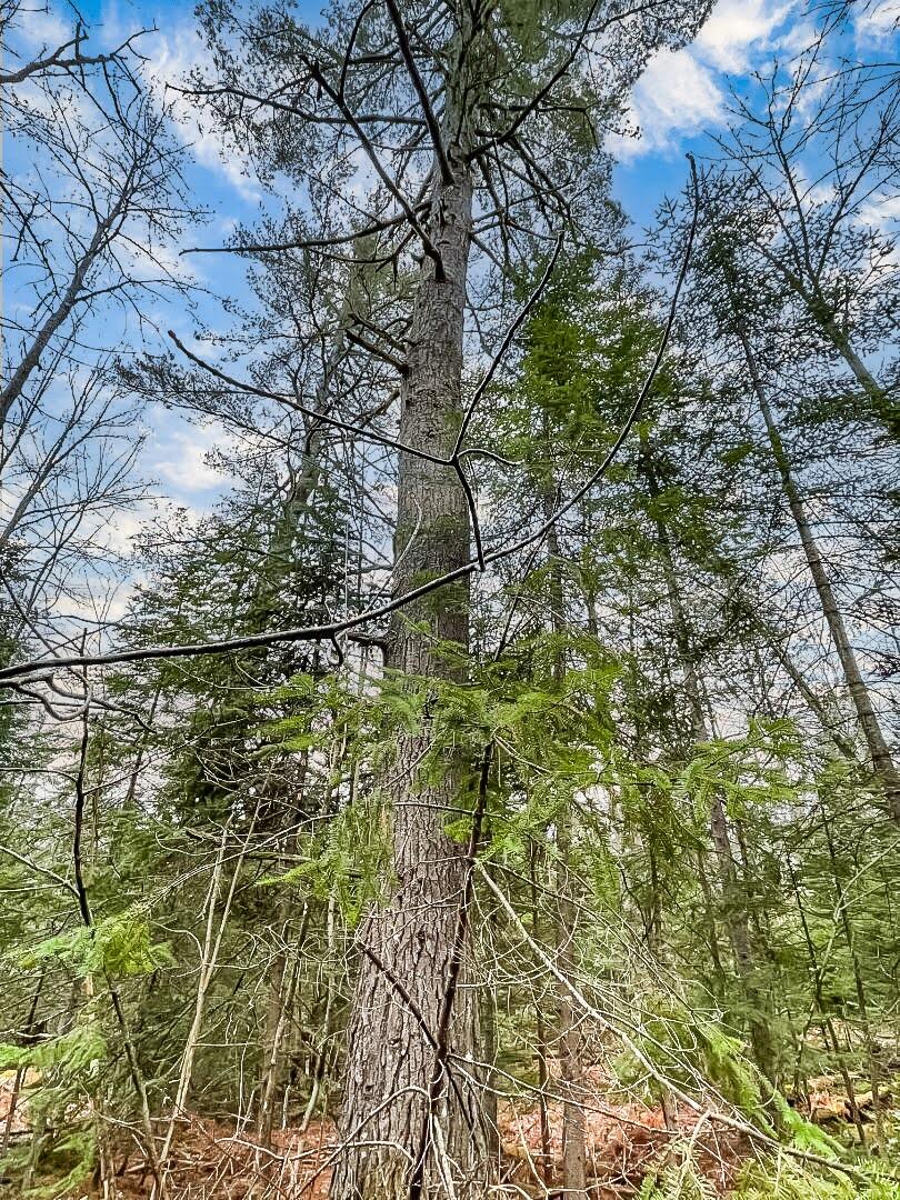 Lot 5-32 Mason Corner Road St. Albans, ME 04971 - Photo 33 of 33 Pine