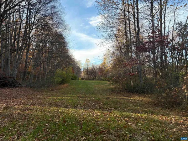 a view of a tree in the middle of a yard