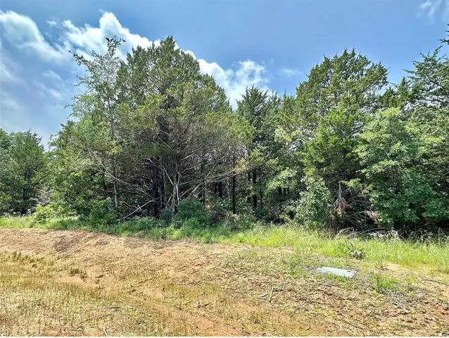 a view of a yard with plants and large trees