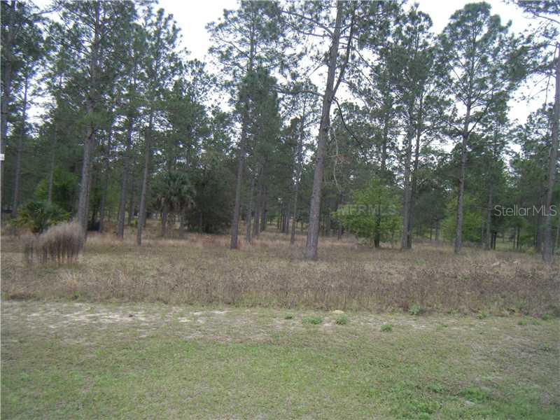 a view of a forest with trees in the background