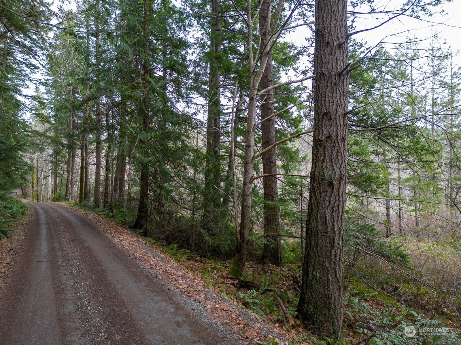 981 Carl Johnson Road Quilcene, WA 98376 - Photo 12 of 15 a view of a forest