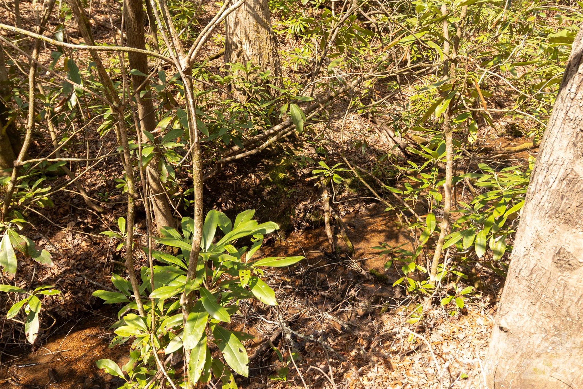 106 Cabin Creek Road Sylva, NC 28779 - Photo 34 of 34