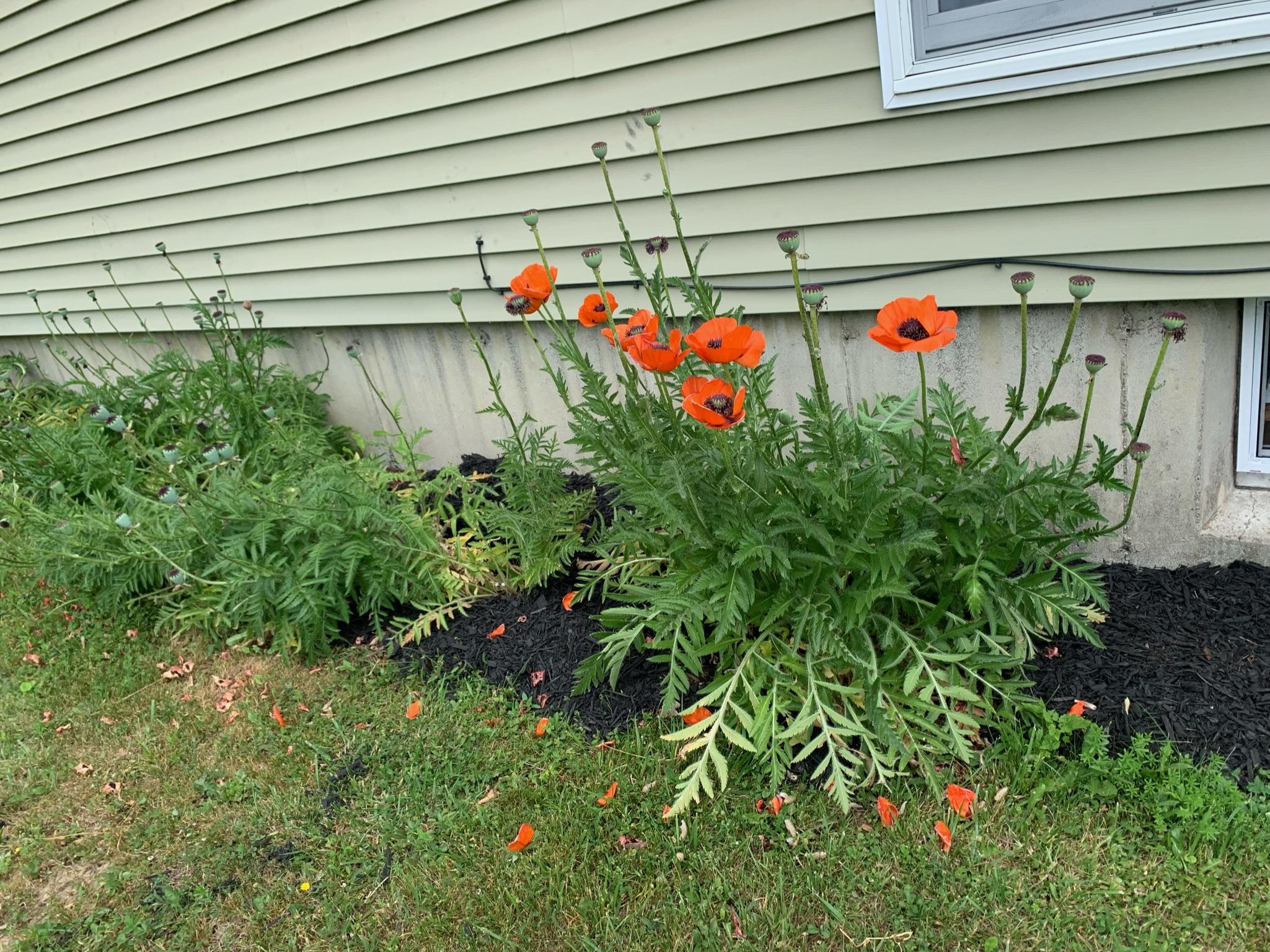 540 Billings Road Hermon, ME 04401 - Photo 33 of 36 IMG_0025