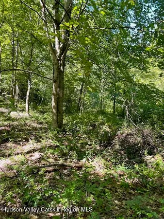 a view of a lush green forest