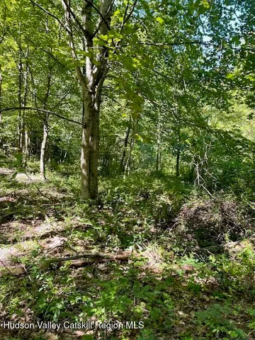 a view of a lush green forest