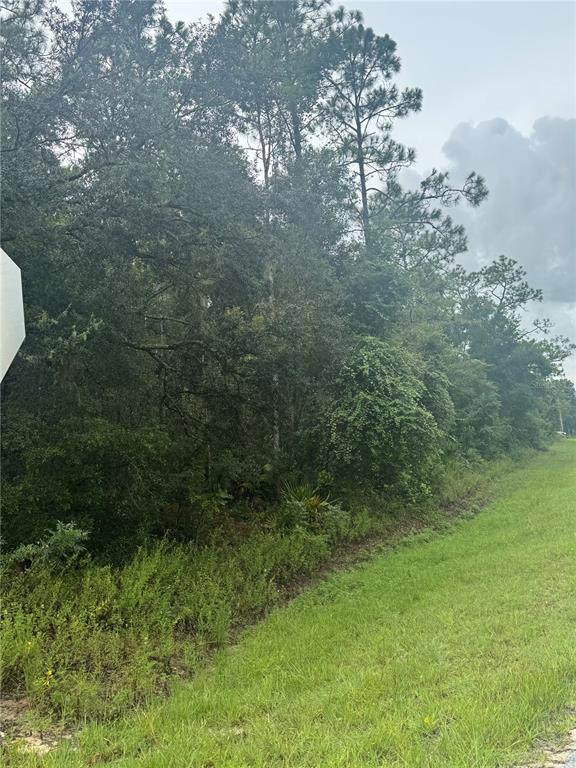 Southeast Avenue Webster, FL 33597 - Photo 5 of 9 a view of a green yard with large trees