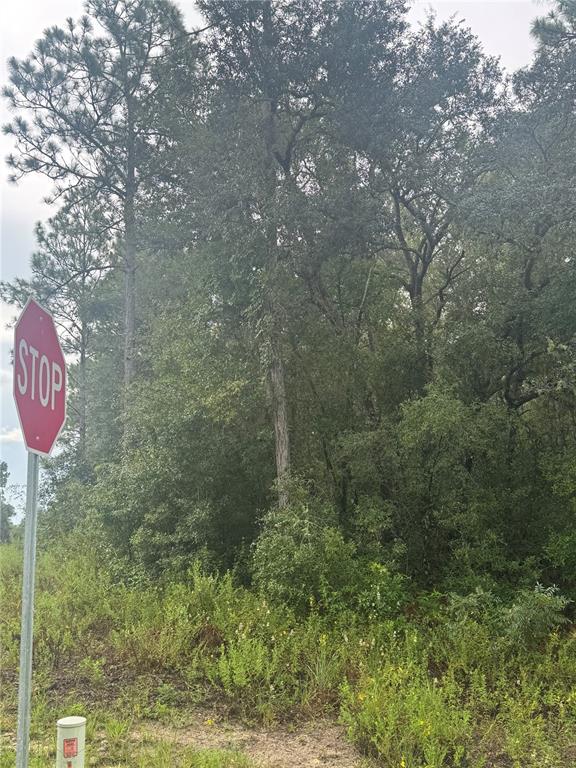 Southeast Avenue Webster, FL 33597 - Photo 7 of 9 a view of a backyard of a house