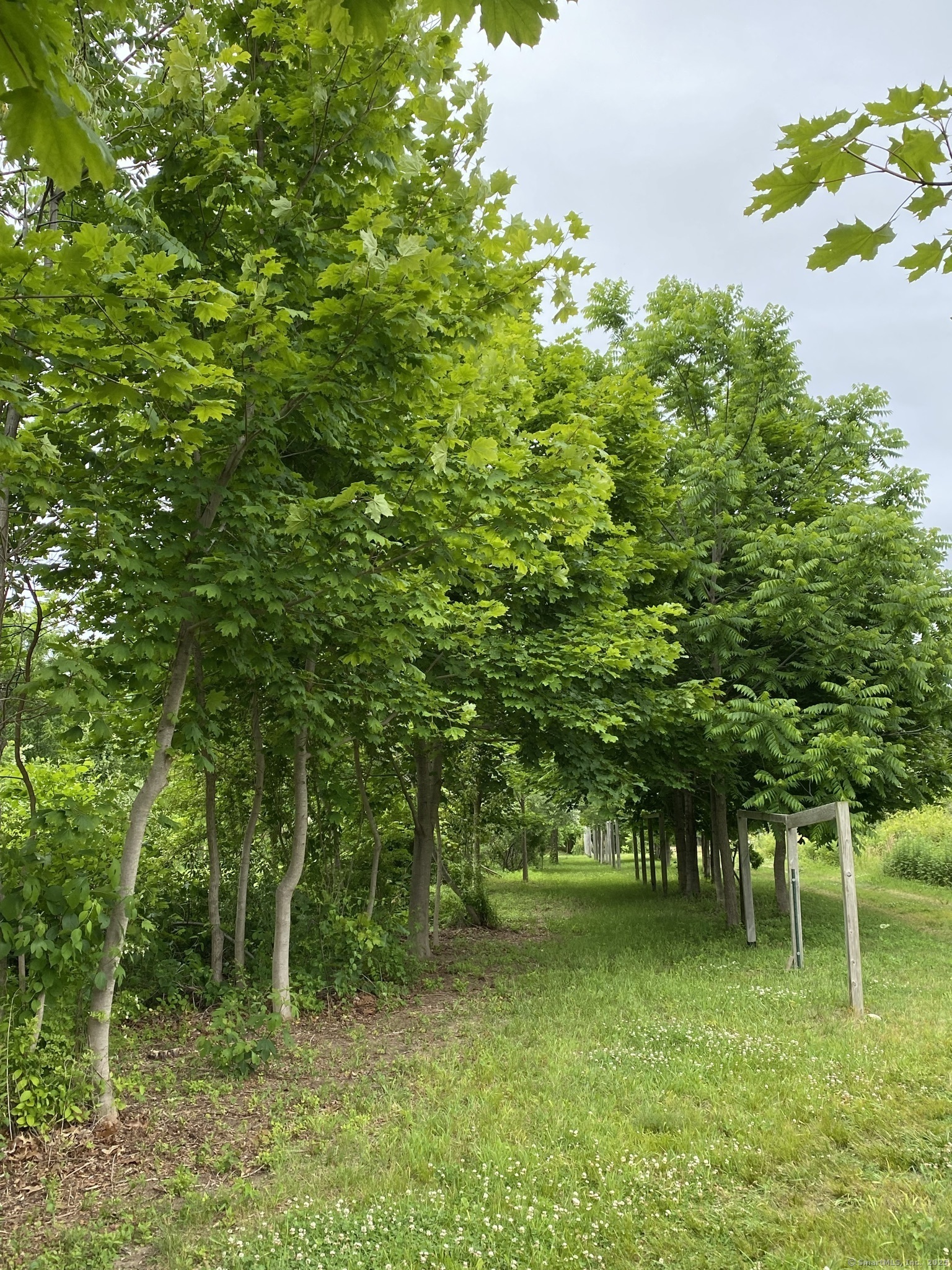 60 Ingham Hill Road Old Saybrook, CT 06475 - Photo 12 of 23 a big yard with lots of green space and trees