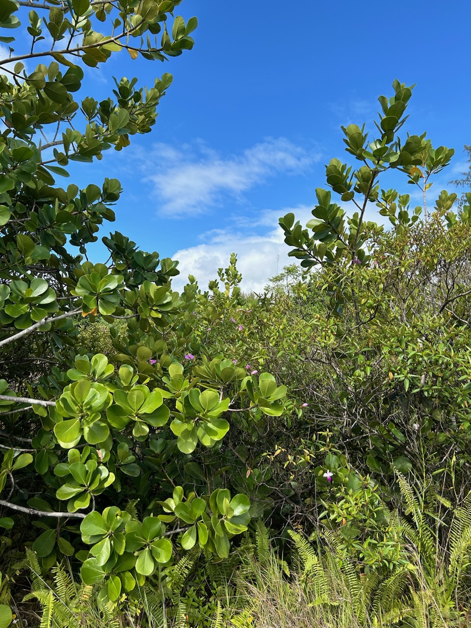 3066 Beach Road Keaau, HI 96749 - Photo 2 of 9 a view of a flower