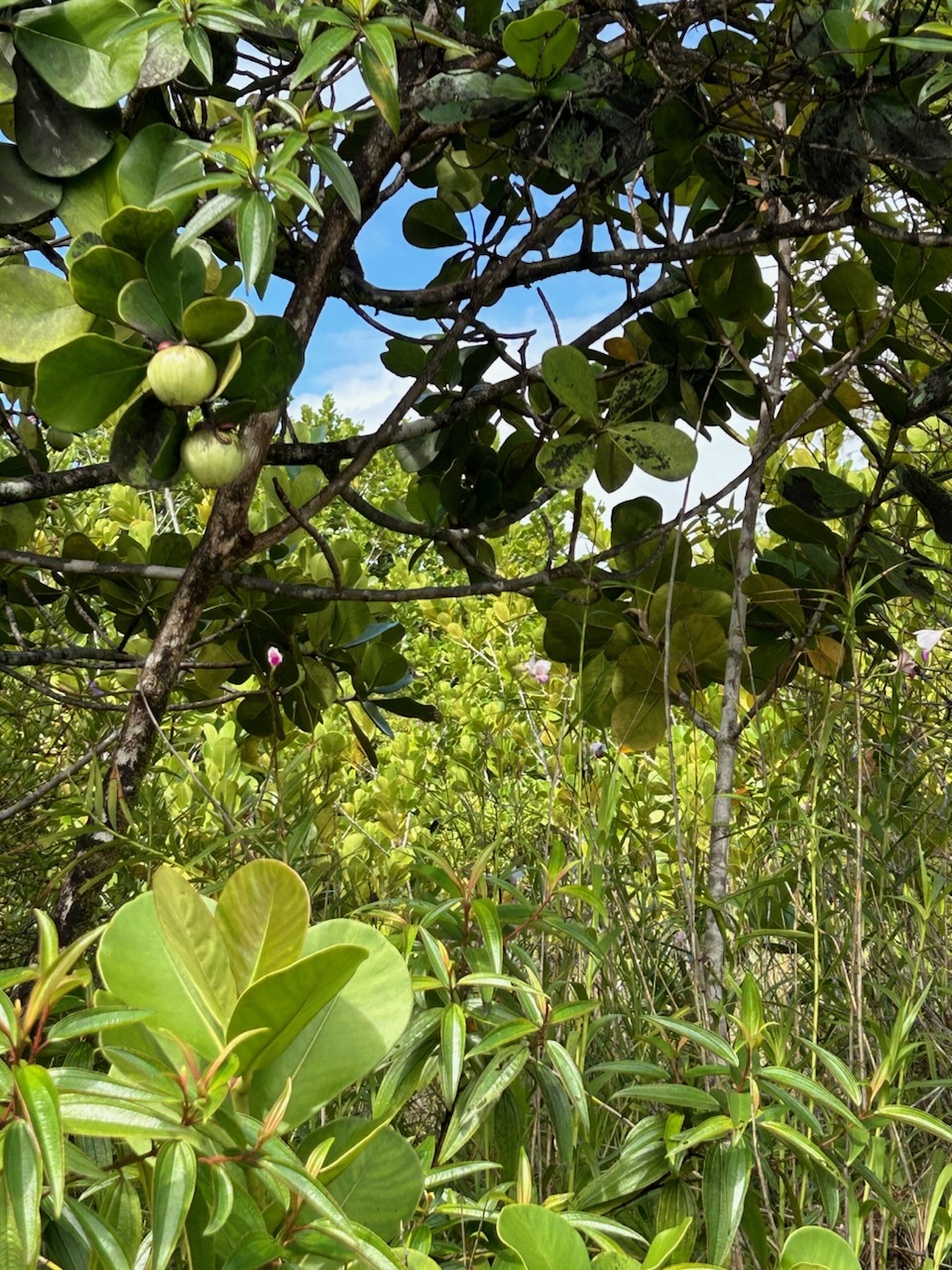 3066 Beach Road Keaau, HI 96749 - Photo 3 of 9 a picture of flowers