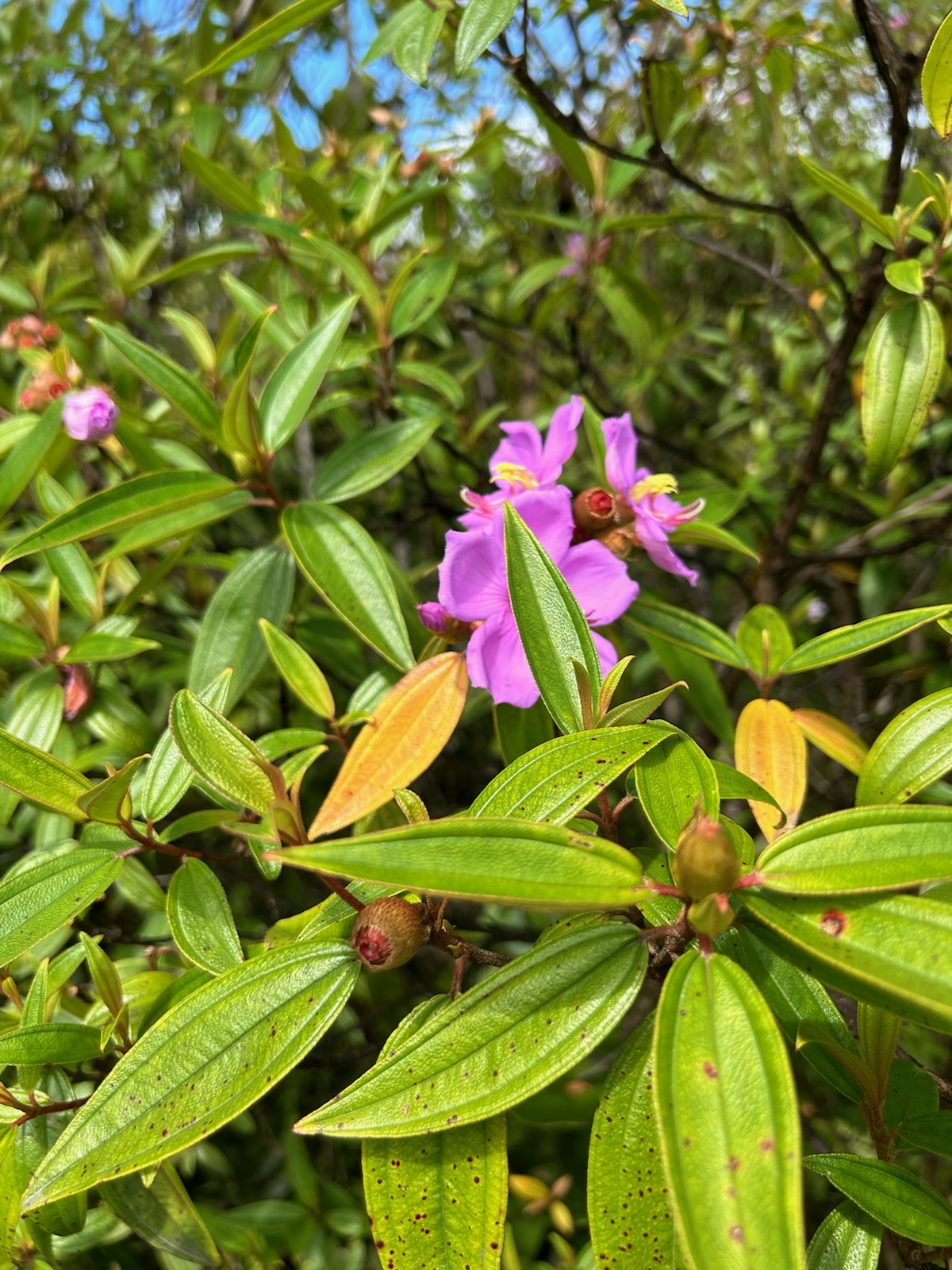 3066 Beach Road Keaau, HI 96749 - Photo 4 of 9 a view of banana tree