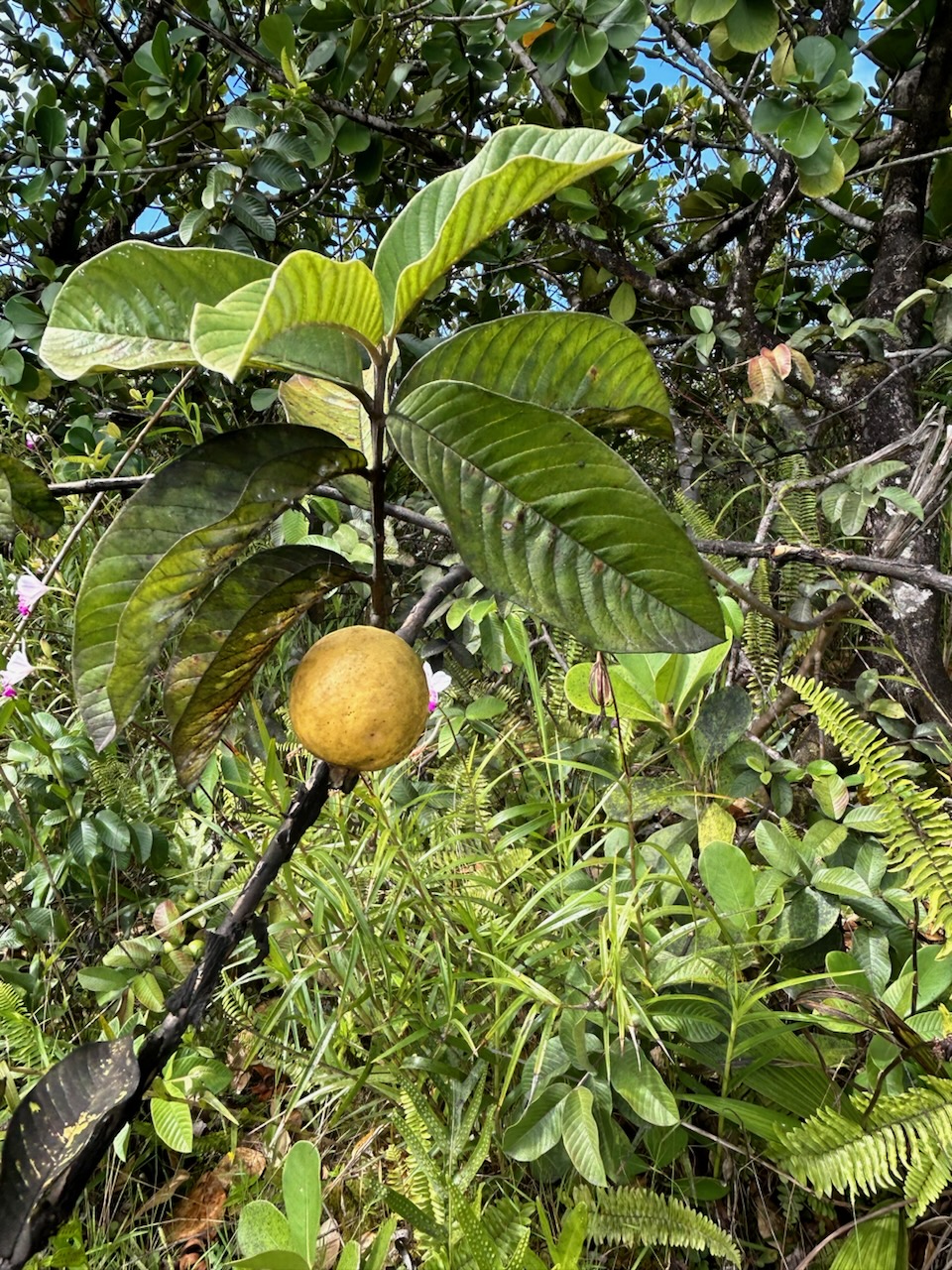 3066 Beach Road Keaau, HI 96749 - Photo 6 of 9