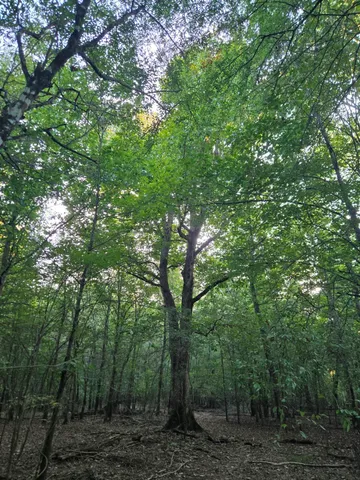 a view of a forest with trees in front of it
