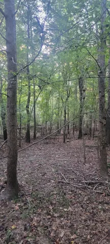a view of a forest with trees in the background