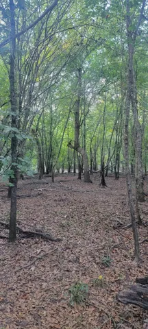 a view of backyard with green space
