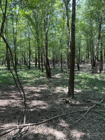 a view of a tree in a yard