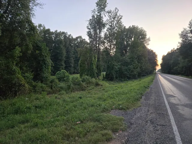 a view of a yard with trees in the background