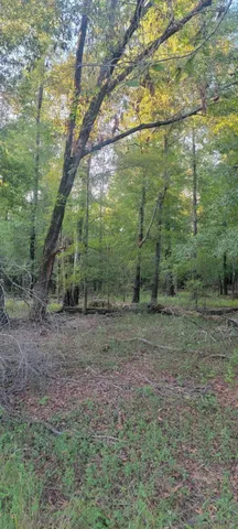 a view of a forest with trees in the background