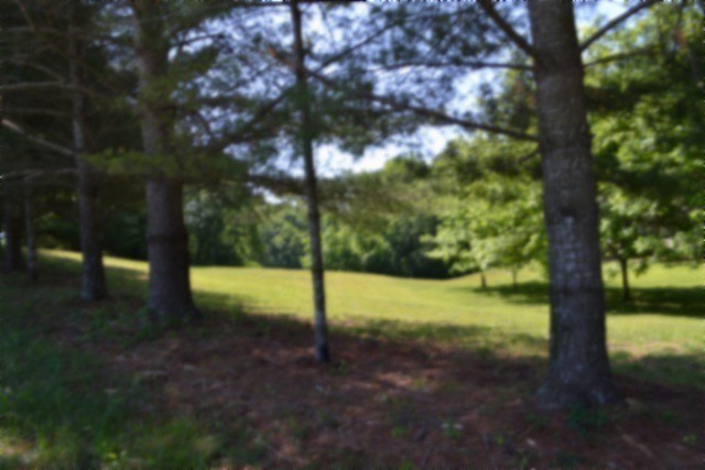 318 Rock Springs Road Celina, TN 38551 - Photo 67 of 87 a view of a yard with a tree