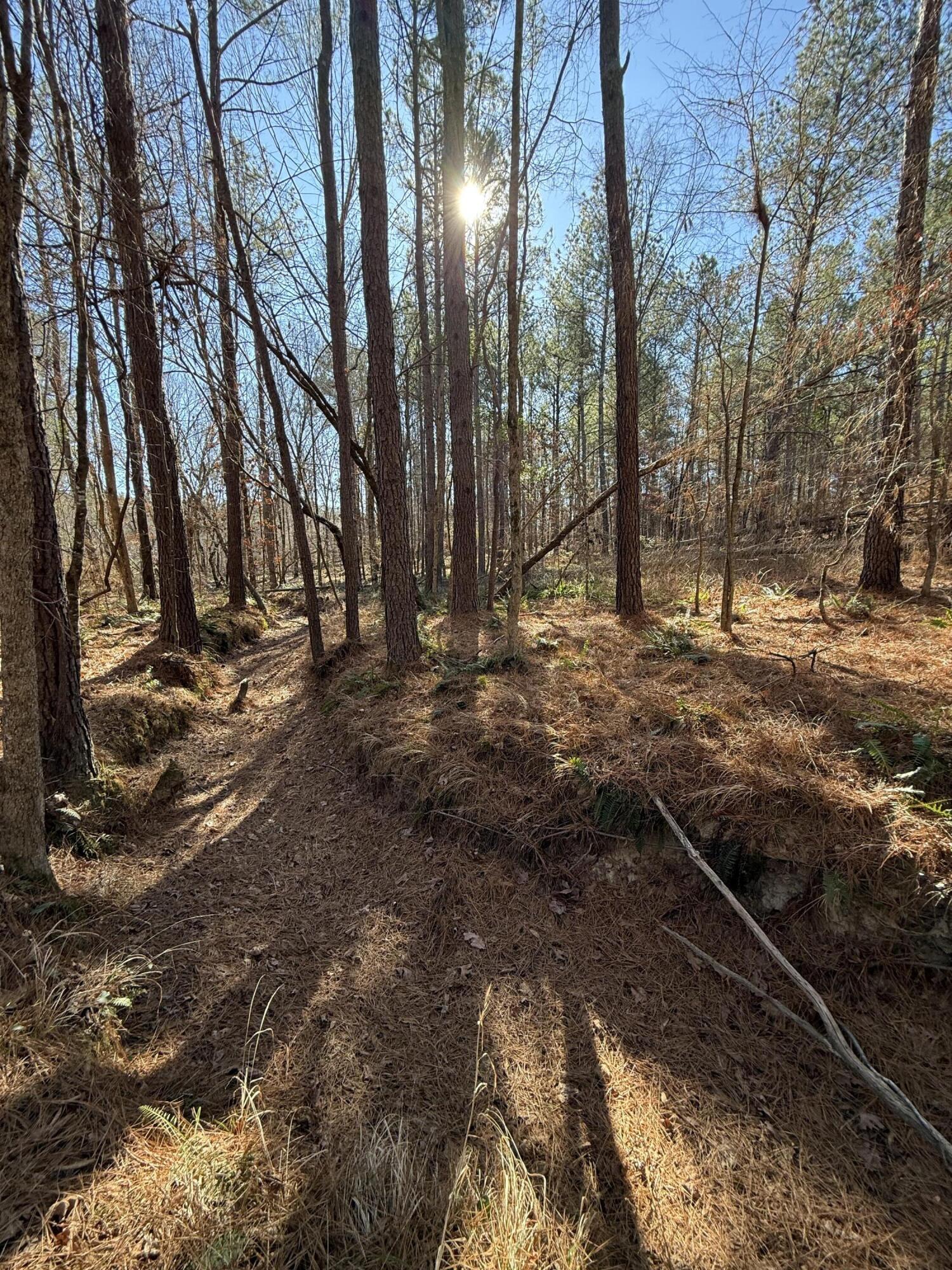0 L R L R White Road McCormick, SC 29835 - Photo 6 of 7 IMG_9860